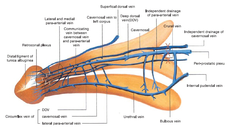 Large Vein In Penis 8